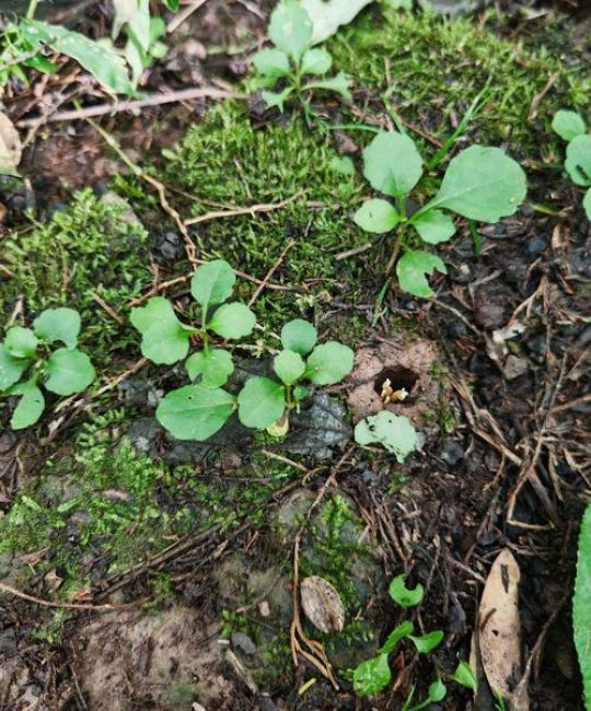 金蝉花有种植的吗？人工栽培技术全流程指南（附实操参数）