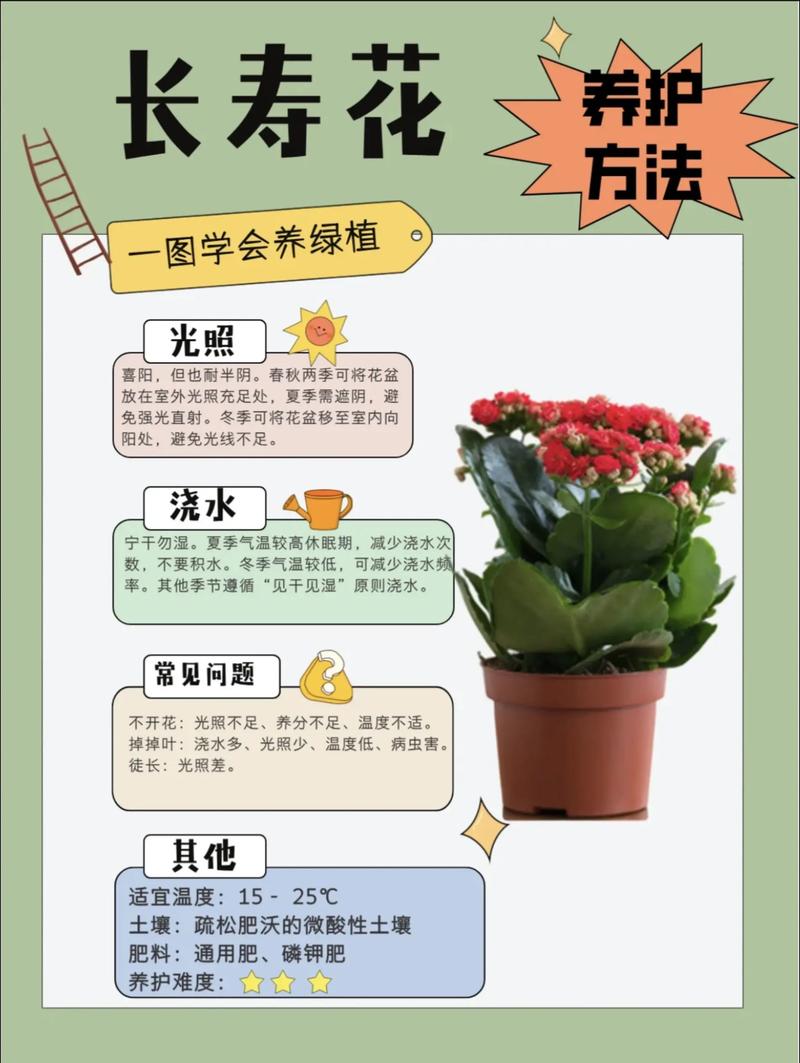 长寿花可以水养吗?详细指南与注意事项 长寿花可以水养吗?答案是可以的,但方法有讲究