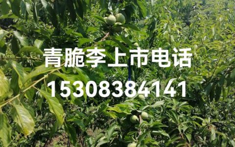 青脆李子苗多少钱一株？2026年价格参考及五大影响因素