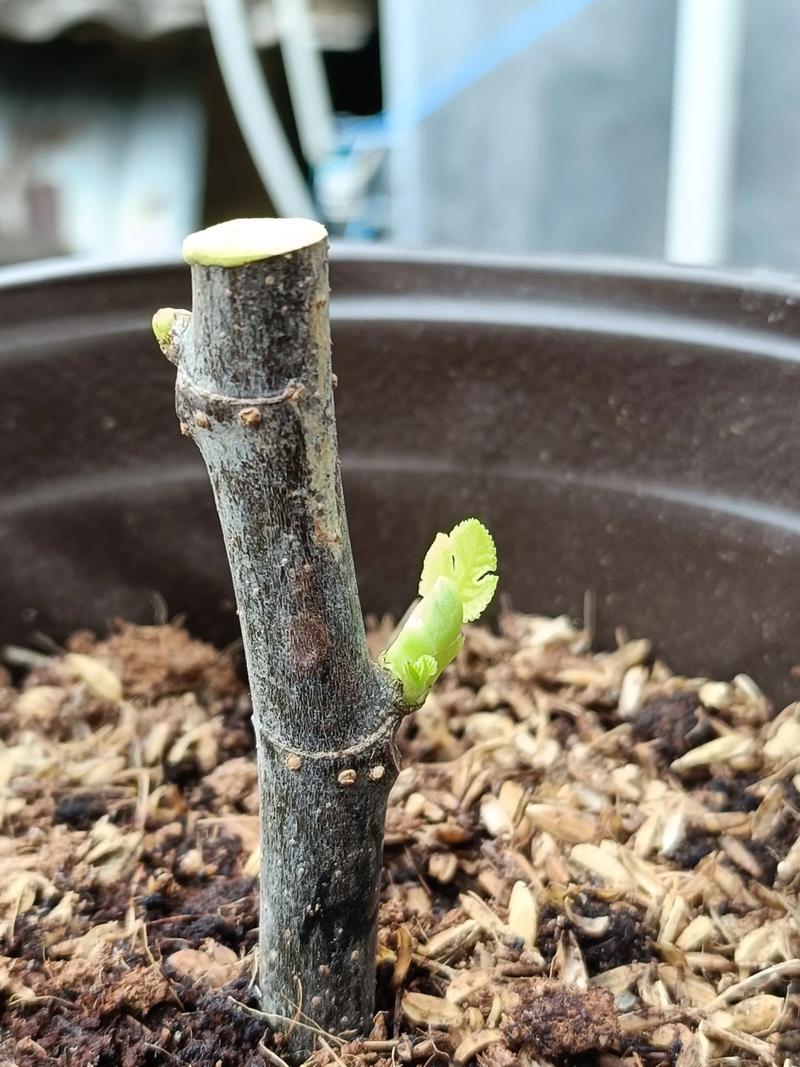 什么季节扦插无花果成活率高?——从品种到温控的全参数指南 三、操作流程与季节关键节点