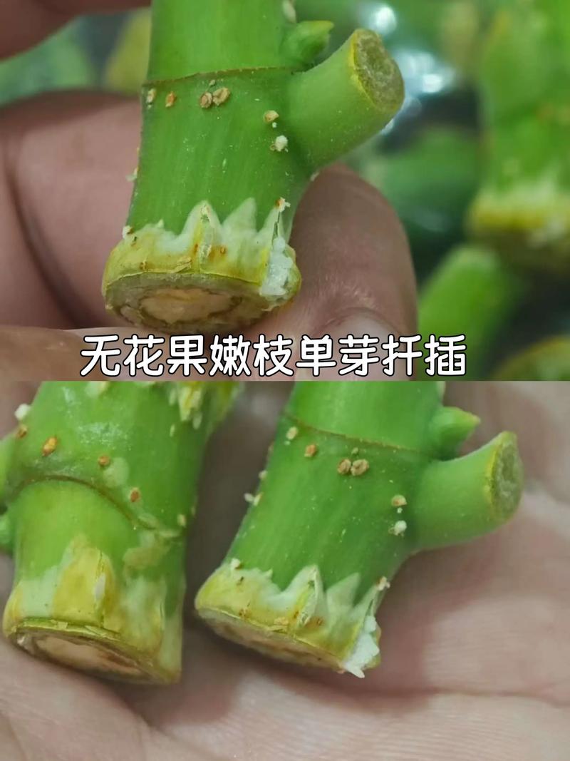 什么季节扦插无花果成活率高?——从品种到温控的全参数指南 二、基质配制与环境参数:季节决定基质配比和温控目标