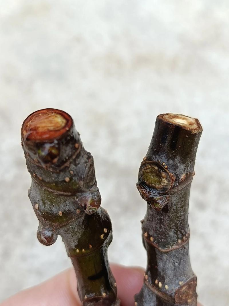 什么季节扦插无花果成活率高?——从品种到温控的全参数指南 四、成活率核心影响因素:季节背后的四个维度