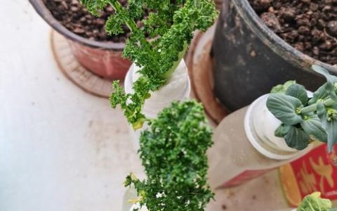 水苔可以养什么花？这5种植物用水苔养，根系长势旺盛