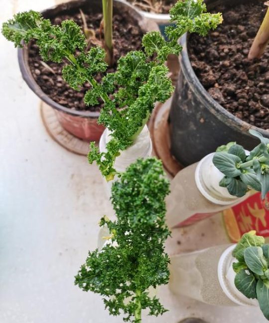 水苔可以养什么花？这5种植物用水苔养，根系长势旺盛