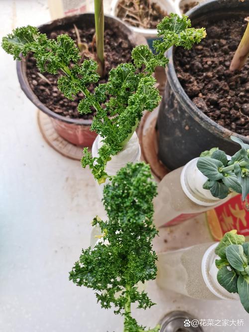水苔可以养什么花?这5种植物用水苔养,根系长势旺盛 什么是水苔?为什么用水苔养花?