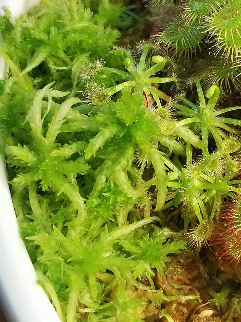 水苔可以养什么花?这5种植物用水苔养,根系长势旺盛 水苔可以养什么花?