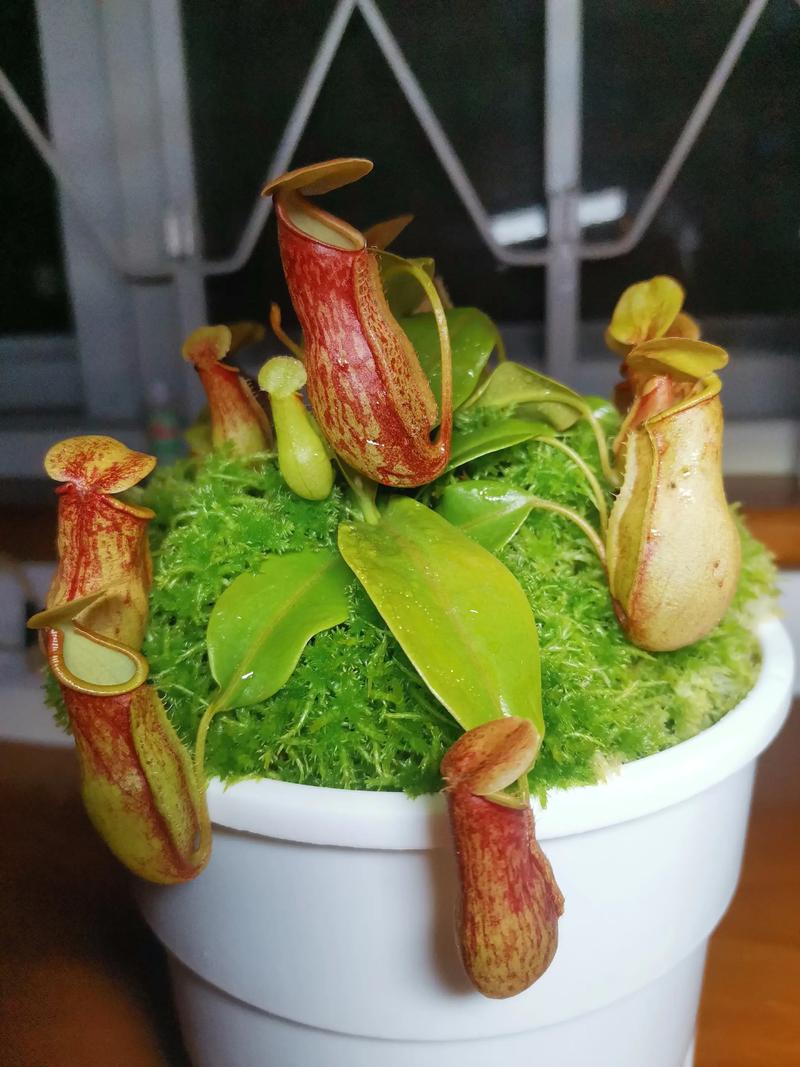 水苔可以养什么花?这5种植物用水苔养,根系长势旺盛 总结