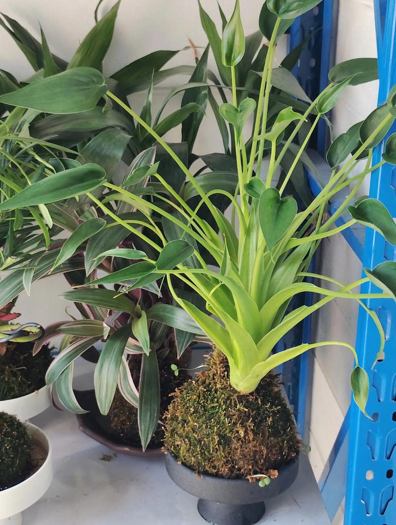 水苔可以养什么花?这5种植物用水苔养,根系长势旺盛 水苔养花的4个关键技巧