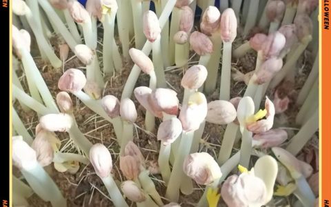 花生芽苗菜如何发？从选种到收获的完整技术指南