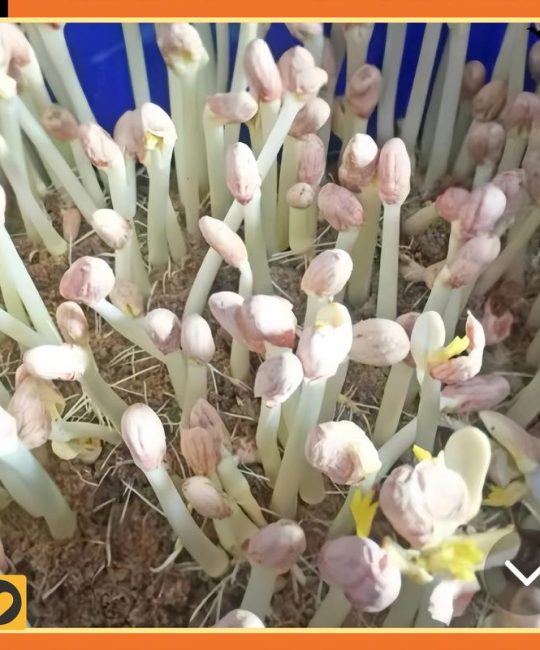 花生芽苗菜如何发？从选种到收获的完整技术指南