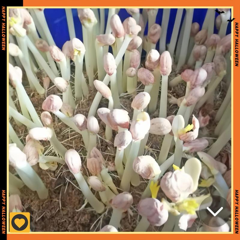 花生芽苗菜如何发?从选种到收获的完整技术指南 一、选种:新鲜带壳花生是成功的一半