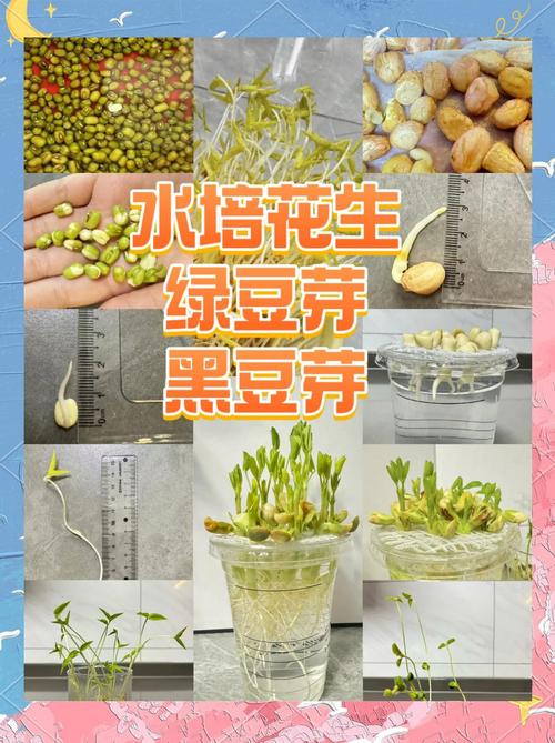 花生芽苗菜如何发?从选种到收获的完整技术指南 三、催芽:湿布包裹,避光保湿