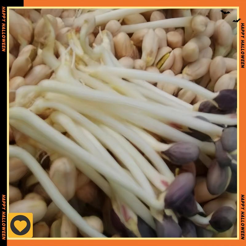 花生芽苗菜如何发?从选种到收获的完整技术指南 二、浸泡:8小时低温泡发