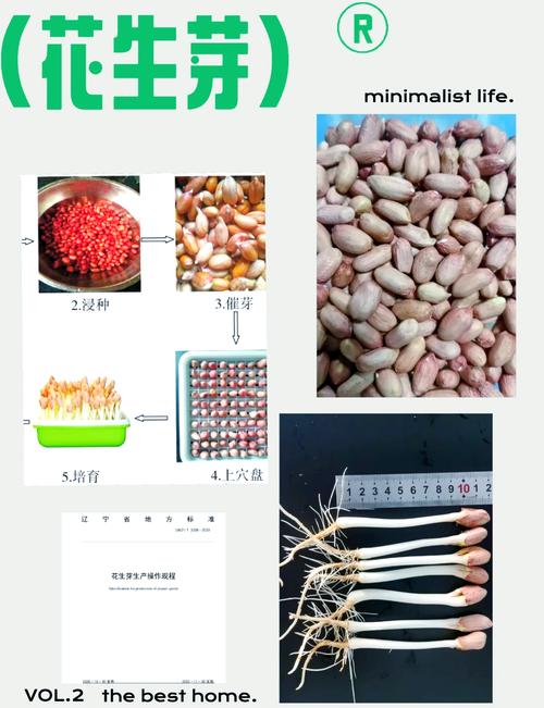 花生芽苗菜如何发?从选种到收获的完整技术指南 四、培育:压重物才能长得粗壮