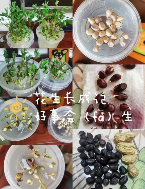 花生芽苗菜如何发?从选种到收获的完整技术指南 六、常见问题与避免方法