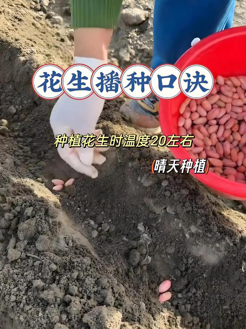 花生芽苗菜如何发?从选种到收获的完整技术指南 五、采收:7天左右拿捏最佳口感