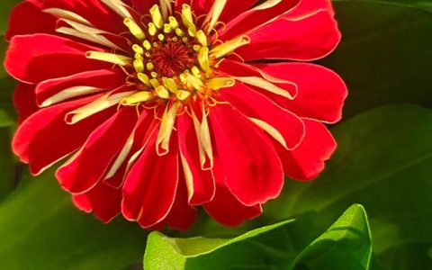 百日草种子什么时候播种最好？家庭园艺全流程种植指南