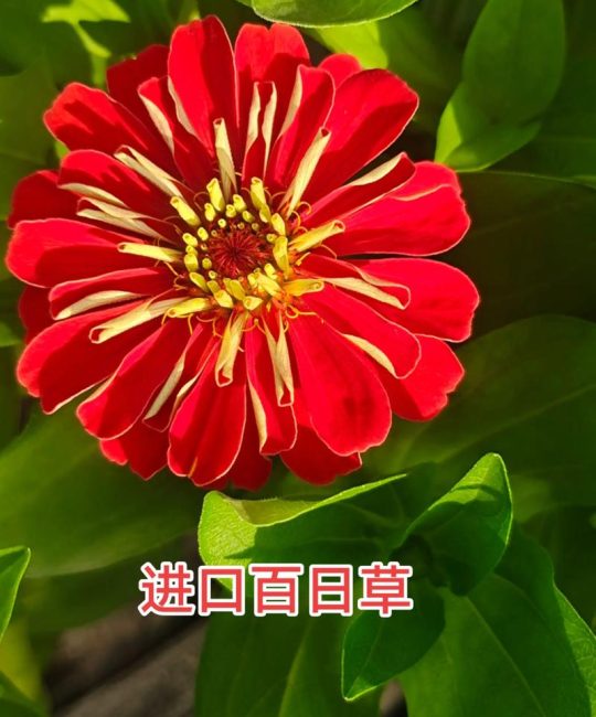 百日草种子什么时候播种最好？家庭园艺全流程种植指南