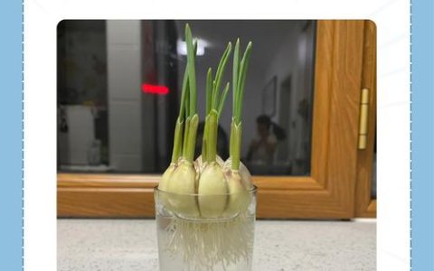 水培植物放多少水？标准水量、判断方法与常见错误全解析
