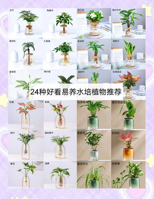 水培植物放多少水?标准水量、判断方法与常见错误全解析 总结:水培植物放多少水,记住四个要点