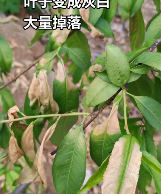桃树死顶尖是啥原因？专家解析5大诱因及补救措施