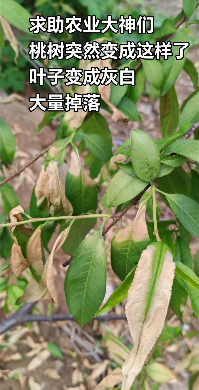 桃树死顶尖是啥原因?专家解析5大诱因及补救措施 桃树死顶尖是啥原因?专家解析5大诱因及补救措施