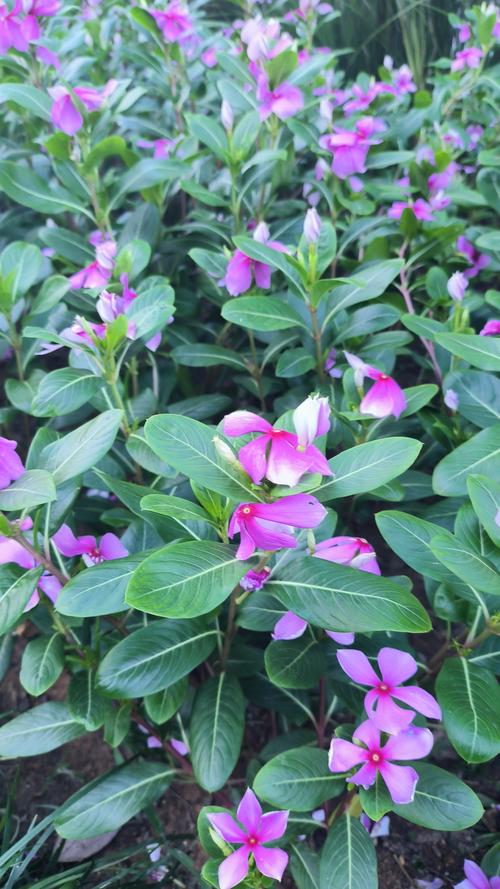 长春花用什么土才能开花不断? 光照与水肥精准管理