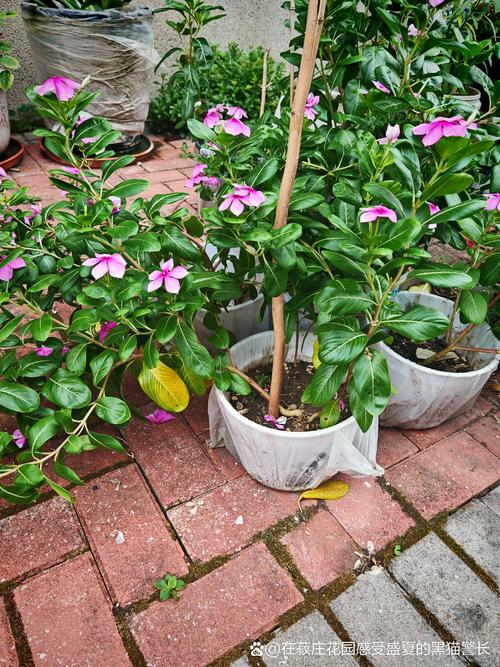 长春花用什么土才能开花不断? 长春花配土:三维度选对土壤