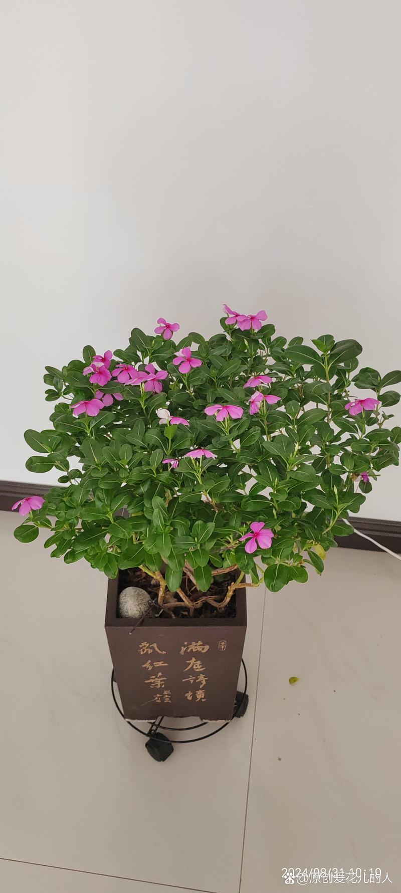长春花用什么土才能开花不断? 越冬与越夏管理