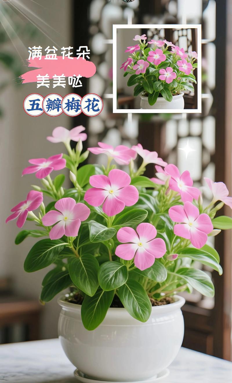 长春花用什么土才能开花不断? 常见误区与纠正