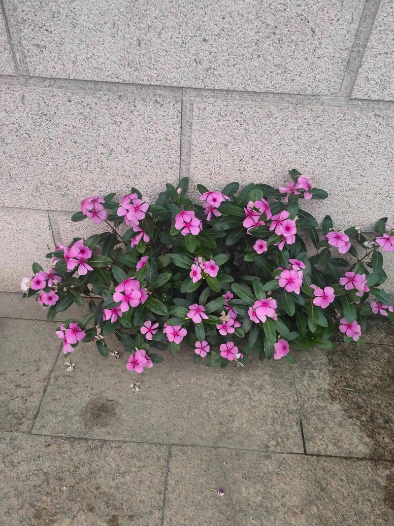 长春花用什么土才能开花不断? 总结:三个核心动作