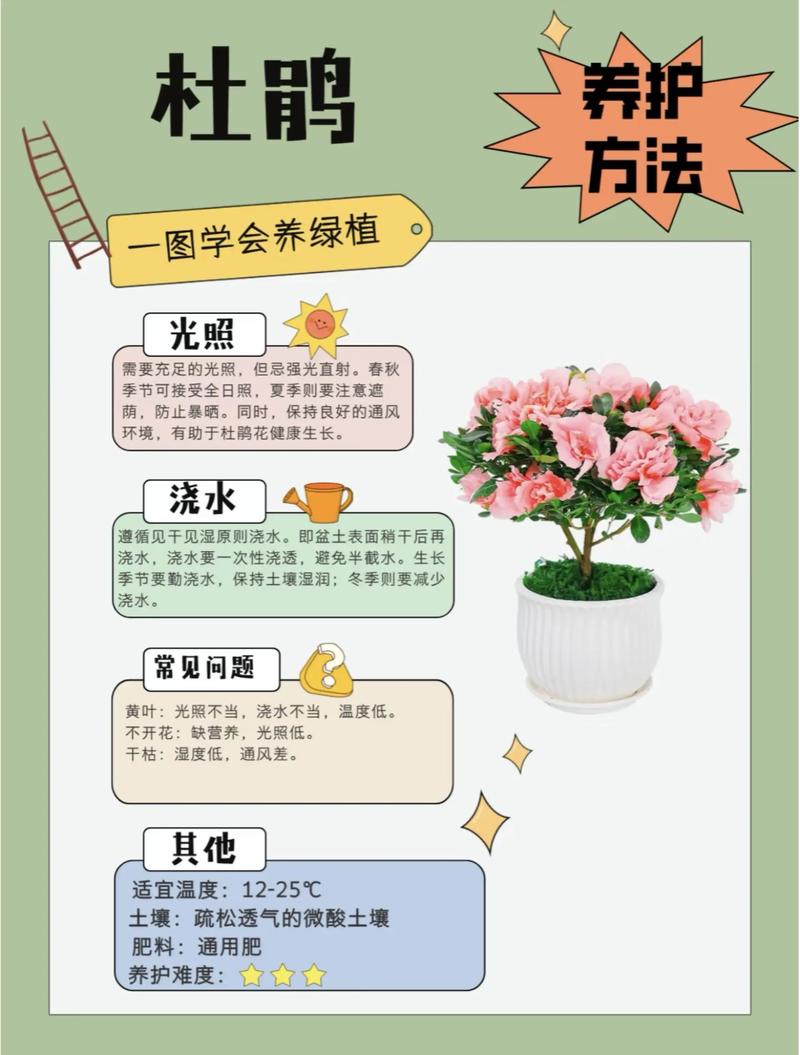 家庭养护杜鹃花指南:浇水、施肥、光照等六大核心要点详解 浇水:干透浇透,是多数盆栽杜鹃花最安全的浇水方式