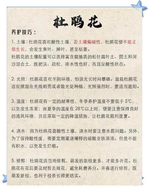 家庭养护杜鹃花指南:浇水、施肥、光照等六大核心要点详解 修剪:主要做花后修剪和日常疏枝,重剪需谨慎
