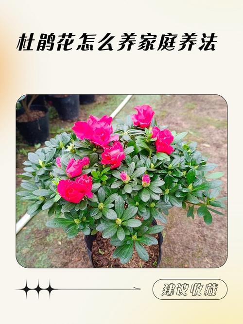 家庭养护杜鹃花指南:浇水、施肥、光照等六大核心要点详解 换盆:每1-2年换一次盆,最佳时机在花后或早春
