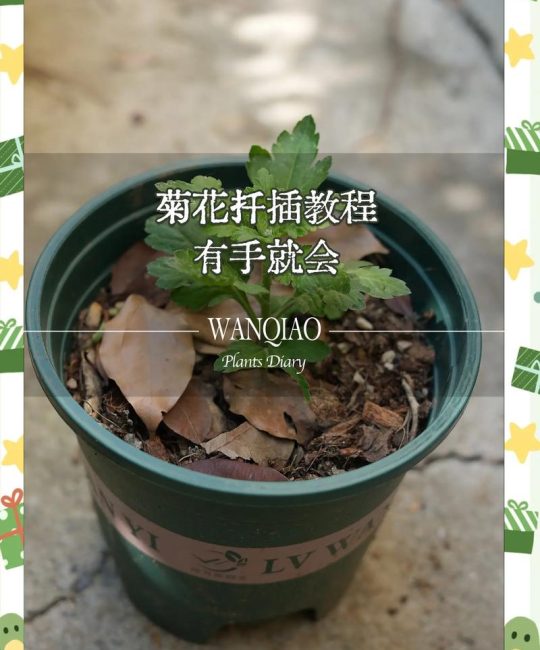 菊花繁殖全攻略：从扦插到分株，家庭园艺能手必看的3种高效方法