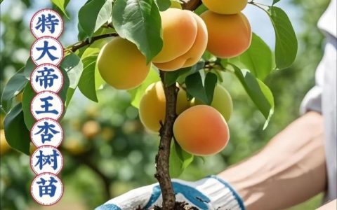 杏树现在能嫁接吗？2026年最佳时间与高成活率嫁接技术指南