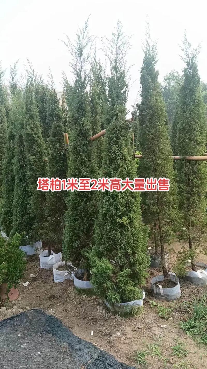 塔柏树苗采购与绿篱造型技术全指南 栽植与养护应用