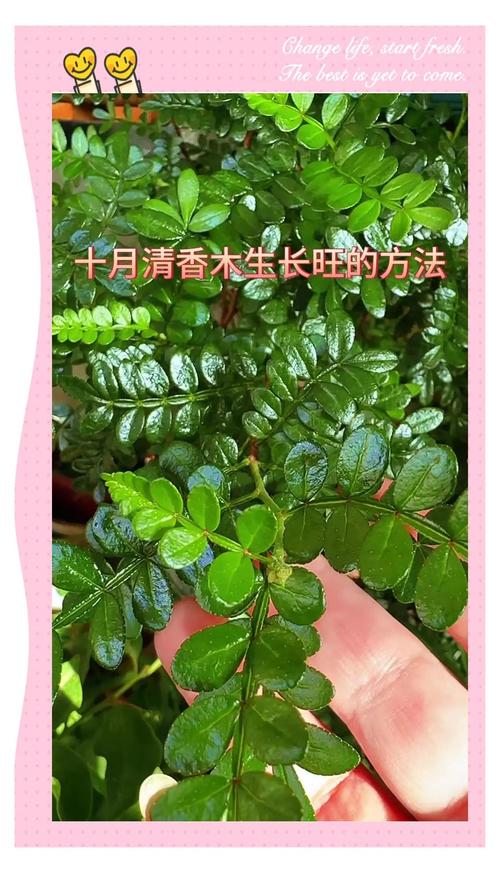 清香木四季常青吗?完整生长习性、气候适应性与差异化养护指南 水分管理:四季精细化控水