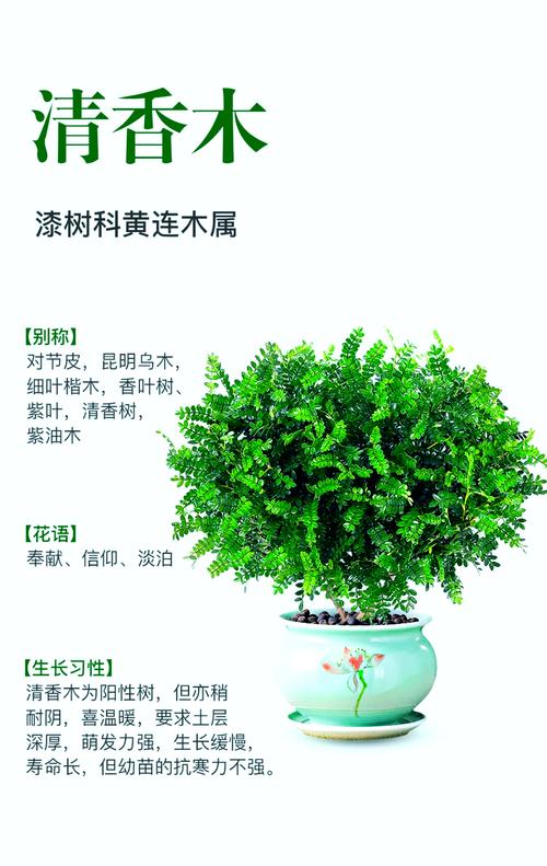 清香木四季常青吗?完整生长习性、气候适应性与差异化养护指南 常见问题解答