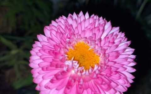 月季：一年四季都会开的花