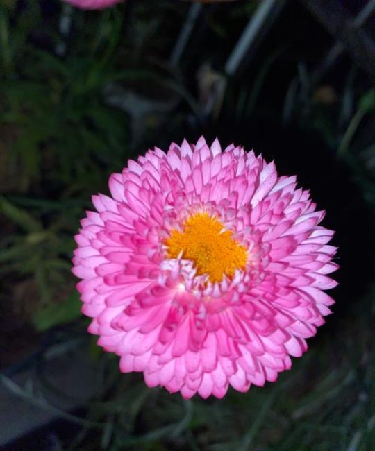 月季：一年四季都会开的花