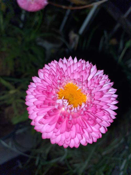月季:一年四季都会开的花 月季:一年四季都会开的花