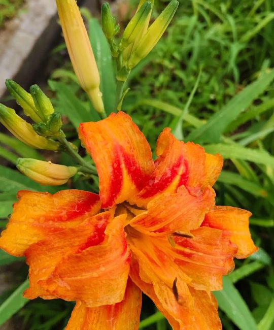 萱草花晒干后就是黄花菜吗？园艺真相与实用指南