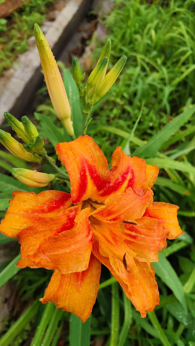 萱草花晒干后就是黄花菜吗?园艺真相与实用指南 一、亲戚关系没毛病,但“身份”完全不同