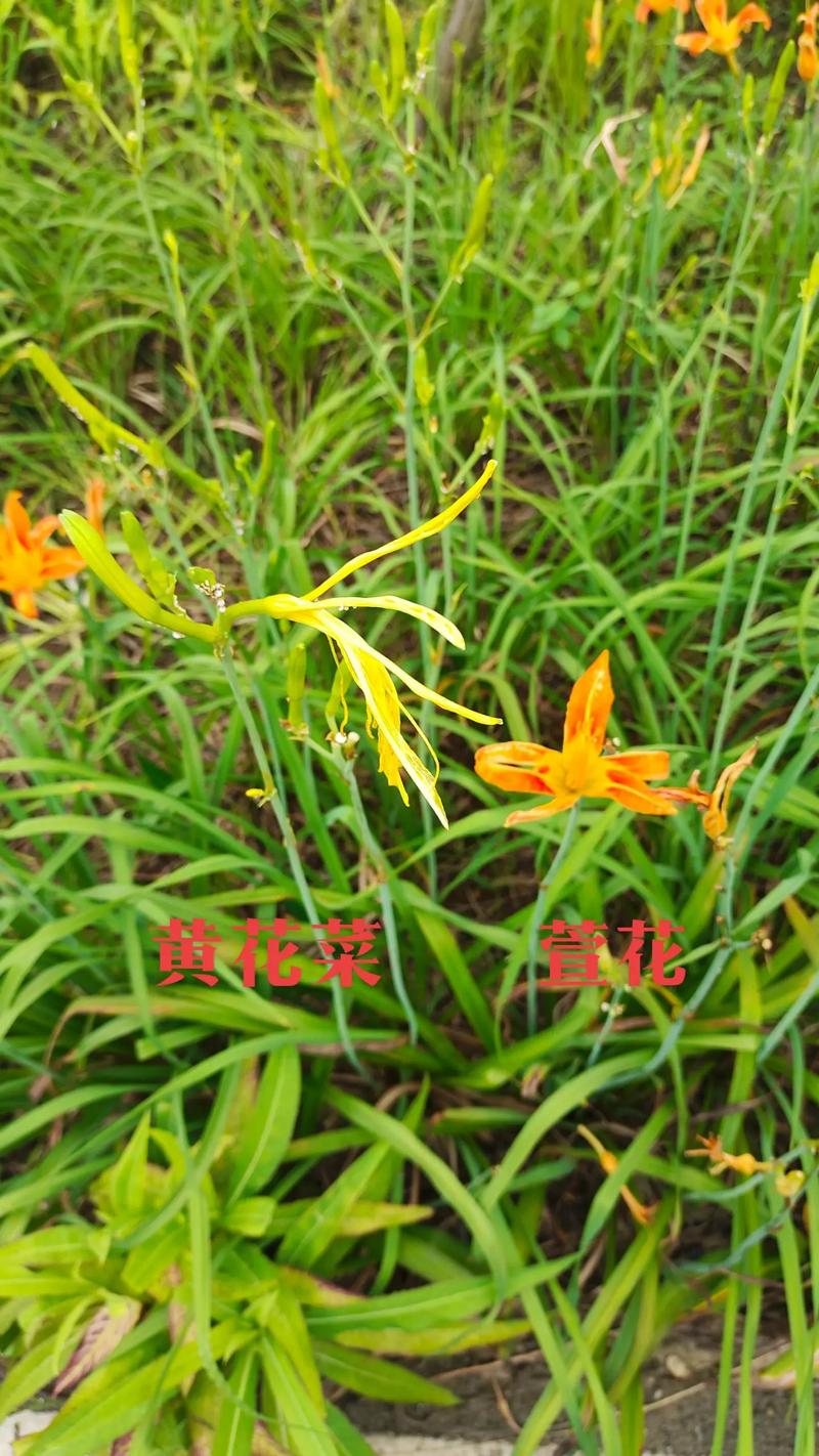 萱草花晒干后就是黄花菜吗?园艺真相与实用指南 三、园艺栽培:各归各位,才能各美其美