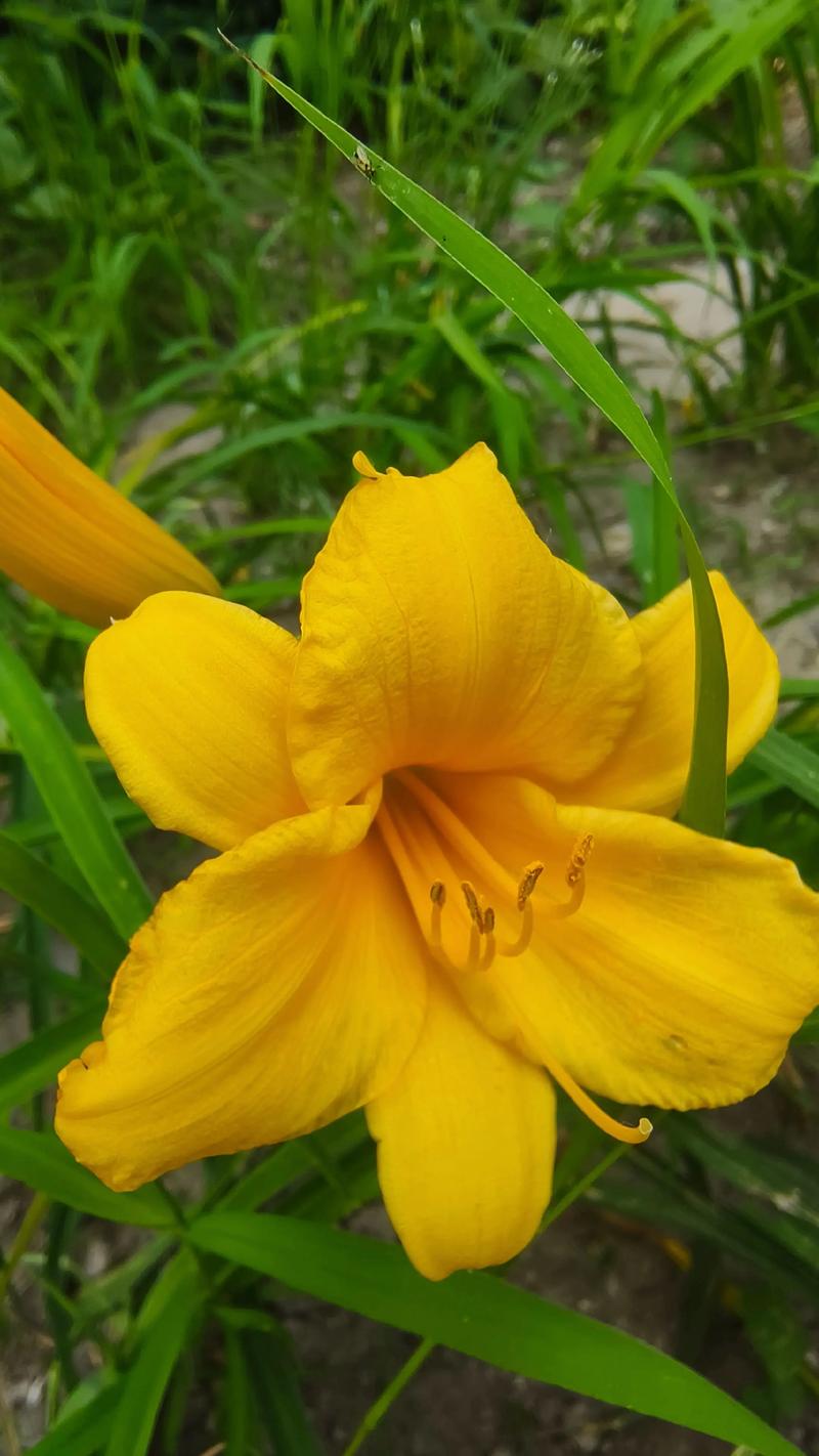 萱草花晒干后就是黄花菜吗?园艺真相与实用指南 二、晒干能去毒?科学告诉你不行