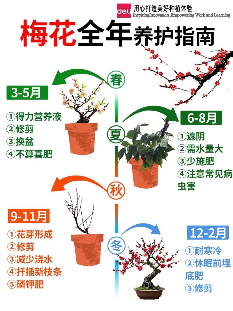 梅花开花时怎么浇水?花期水分管理全指南 促花浇水与管理步骤