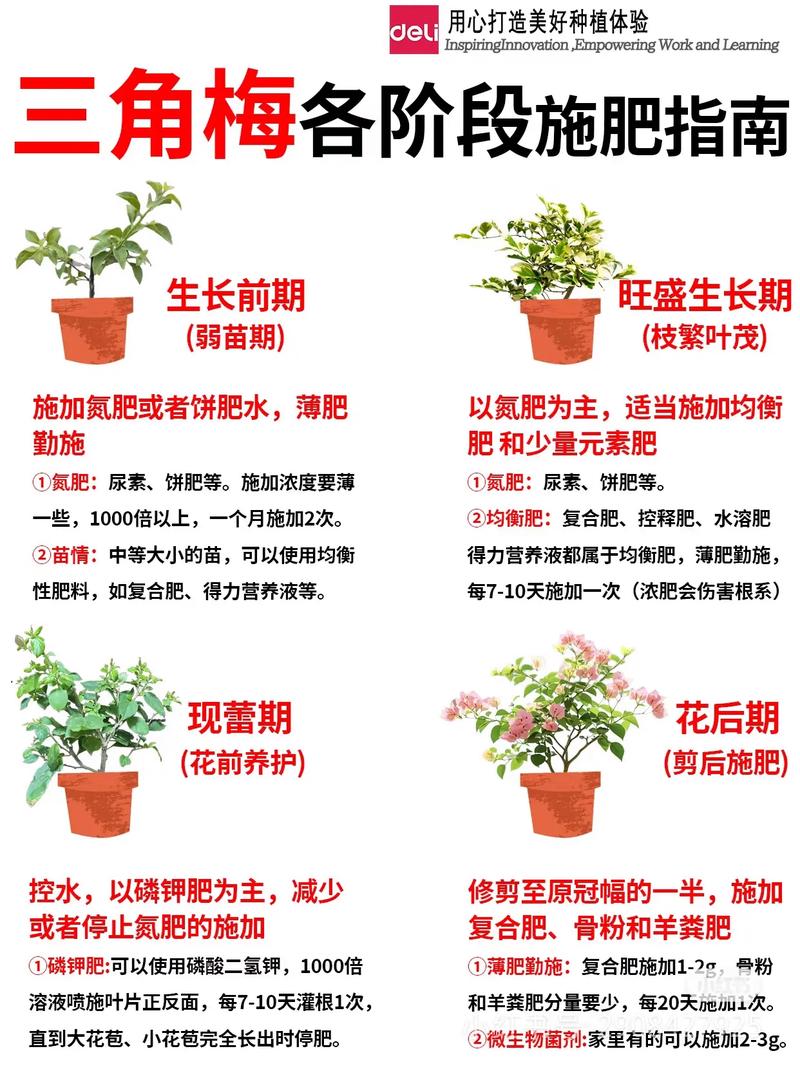 梅花开花时怎么浇水?花期水分管理全指南 总结