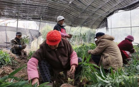 黄精苗多少钱一颗？选购与种植全攻略，新手必看