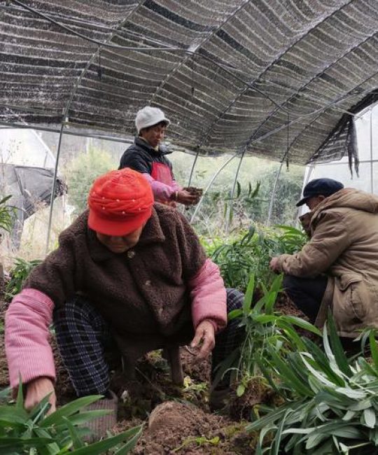 黄精苗多少钱一颗？选购与种植全攻略，新手必看